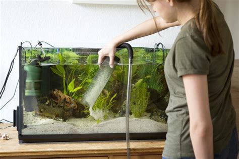 Standard Fish Tank Sizes Made Simple .